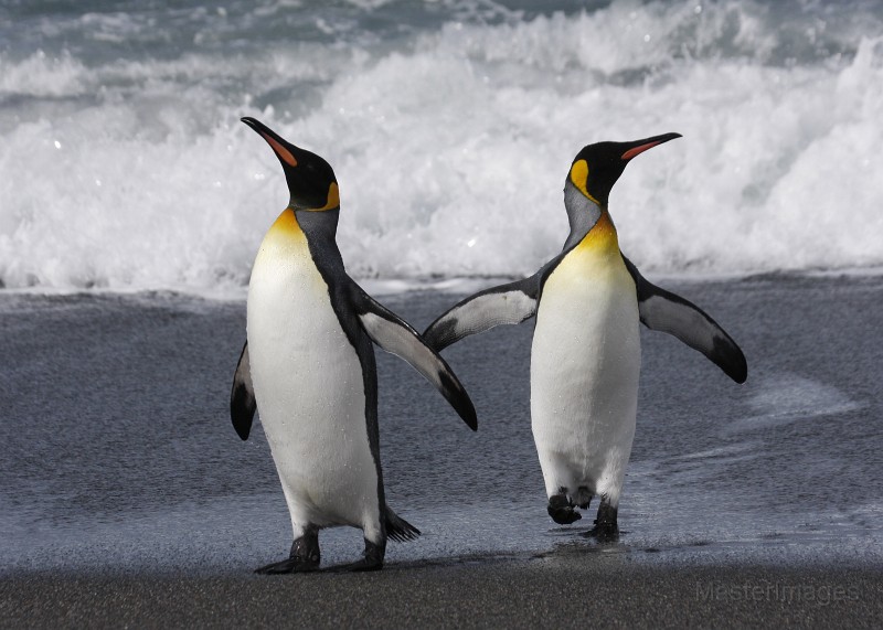 IMG_5129c.jpg - King Penguin (Aptenodytes patagonicus)